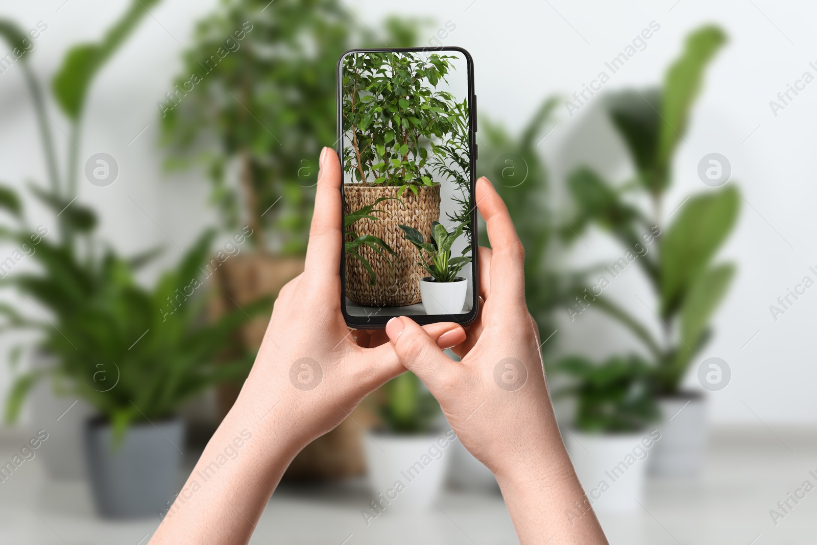 Image of Woman taking photo of plant to recognize it using identifier application on mobile phone indoors, closeup