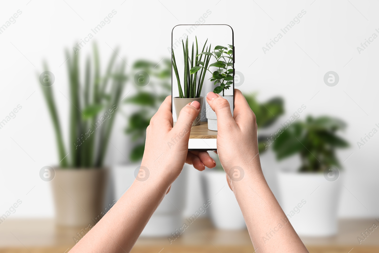 Image of Woman taking photo of plant to recognize it using identifier application on mobile phone indoors, closeup