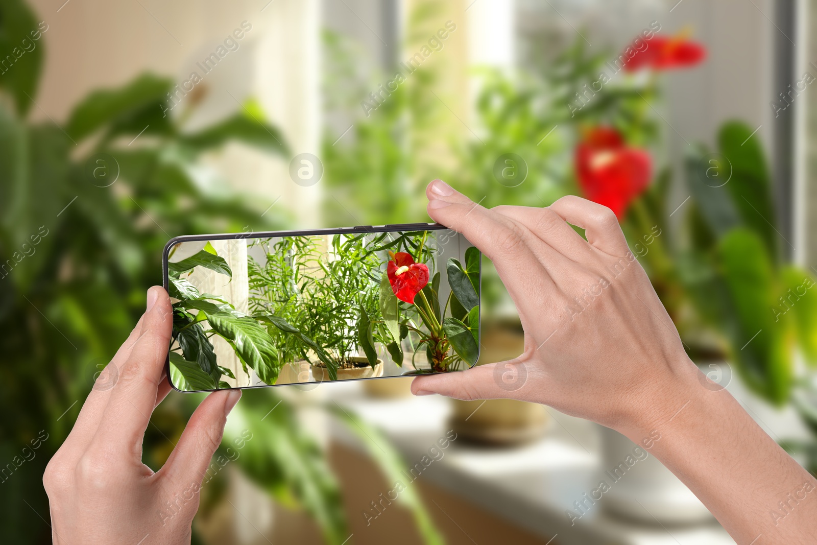 Image of Man taking photo of plant to recognize it using identifier application on mobile phone indoors, closeup