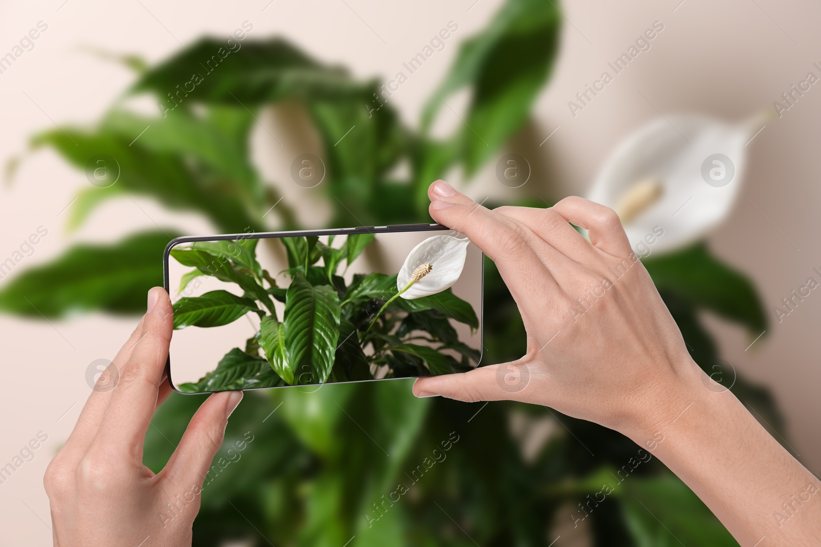 Image of Man taking photo of flower to recognize it using plant identifier application on mobile phone indoors, closeup