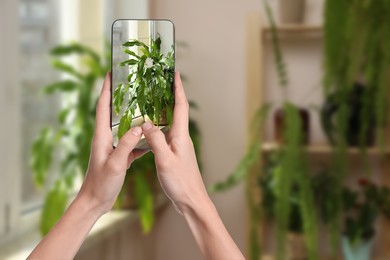 Image of Woman taking photo of plant to recognize it using identifier application on mobile phone indoors, closeup