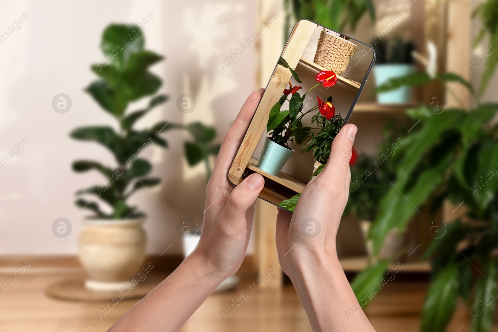 Image of Woman taking photo of plant to recognize it using identifier application on mobile phone indoors, closeup