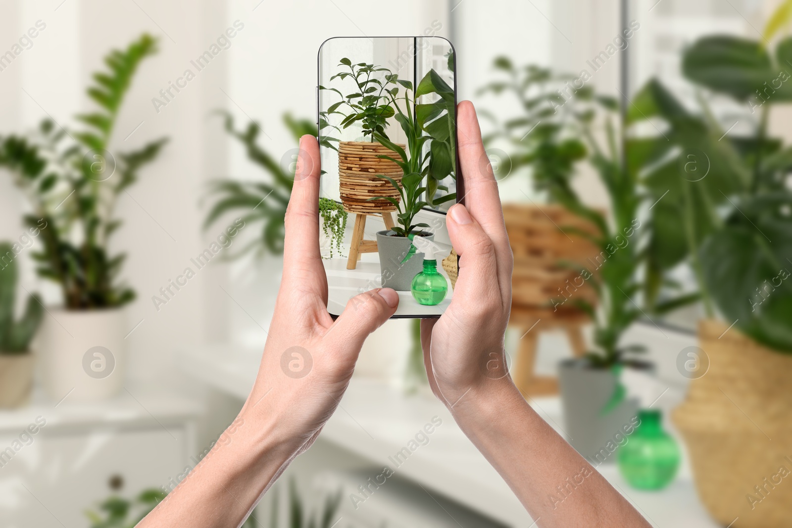 Image of Man taking photo of plant to recognize it using identifier application on mobile phone indoors, closeup