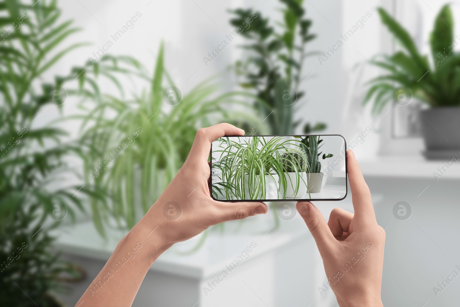 Image of Man taking photo of plant to recognize it using identifier application on mobile phone indoors, closeup