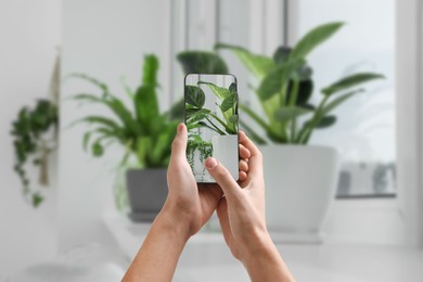 Man taking photo of plant to recognize it using identifier application on mobile phone indoors, closeup