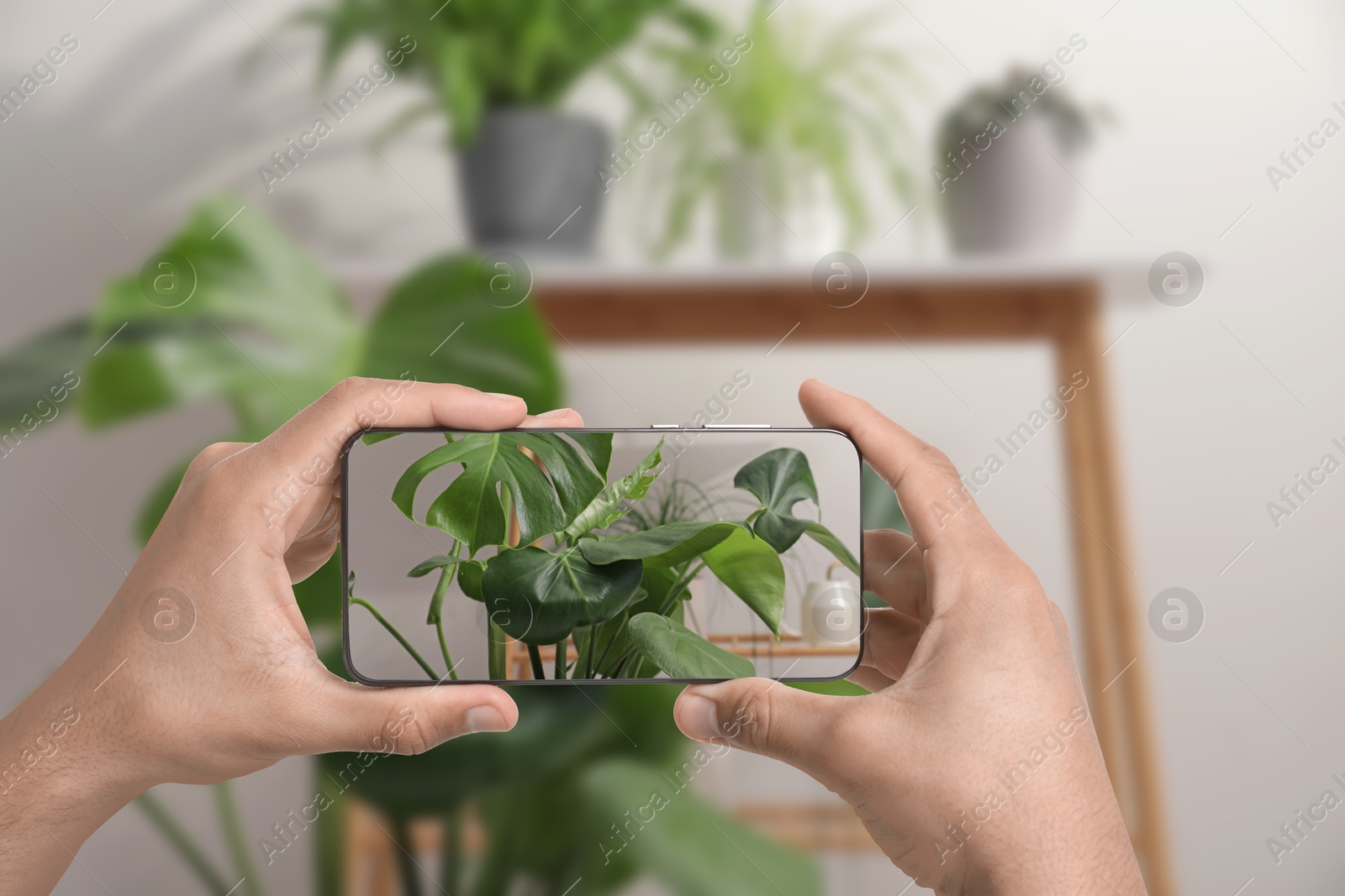 Image of Man taking photo of plant to recognize it using identifier application on mobile phone indoors, closeup