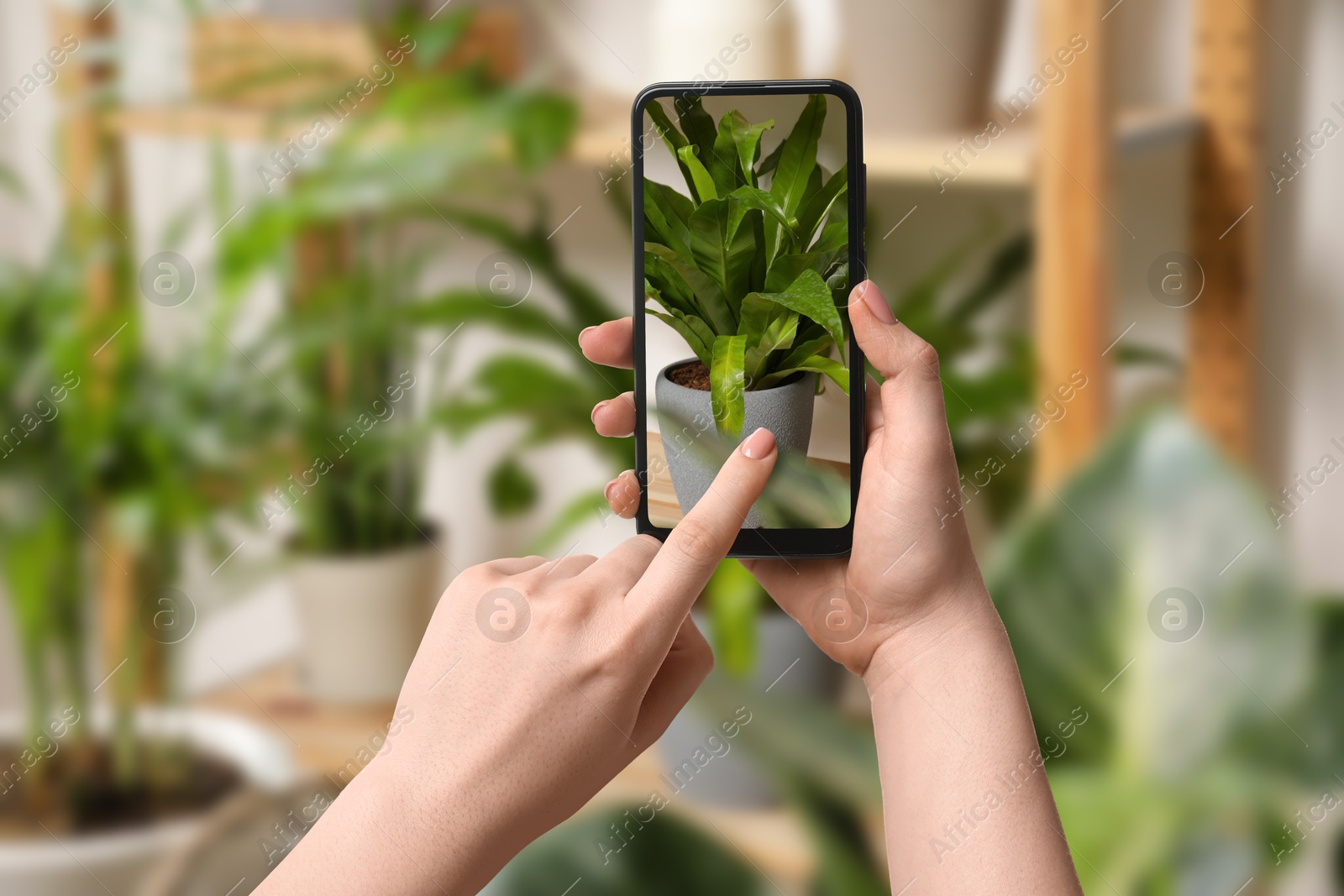 Image of Woman taking photo of plant to recognize it using identifier application on mobile phone indoors, closeup