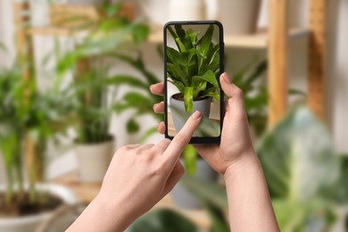 Image of Woman taking photo of plant to recognize it using identifier application on mobile phone indoors, closeup