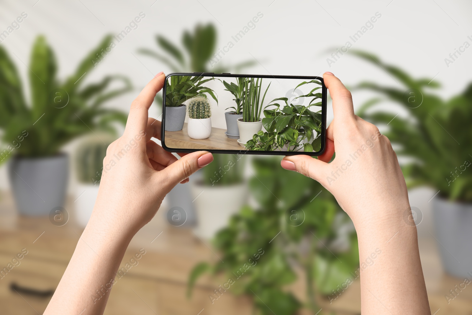 Image of Woman taking photo of plant to recognize it using identifier application on mobile phone indoors, closeup