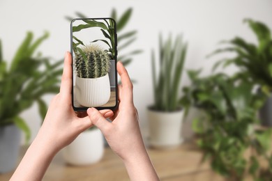 Image of Woman taking photo of plant to recognize it using identifier application on mobile phone indoors, closeup