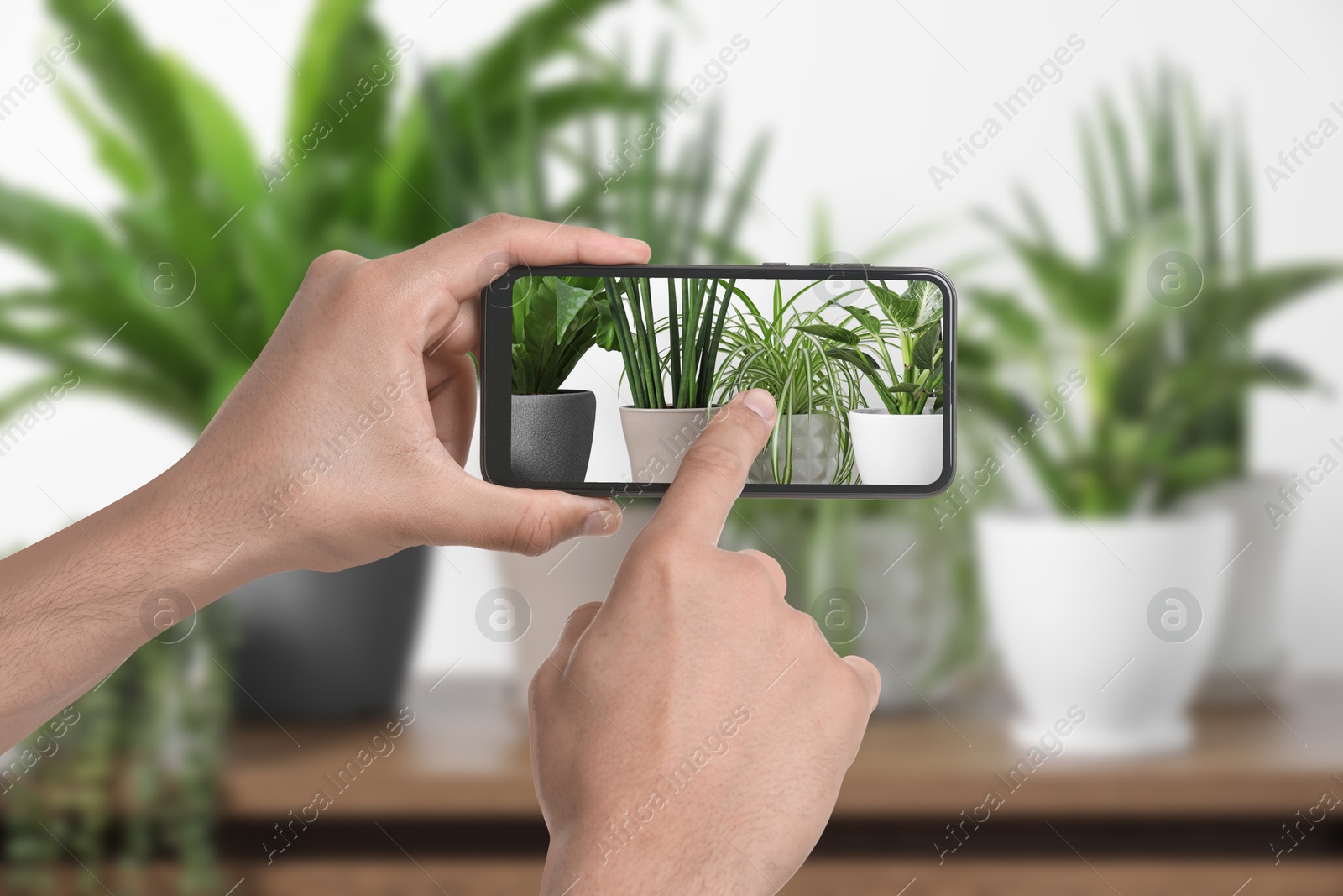 Image of Man taking photo of plant to recognize it using identifier application on mobile phone indoors, closeup