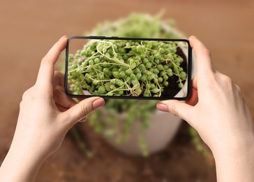 Image of Woman taking photo of plant to recognize it using identifier application on mobile phone indoors, closeup