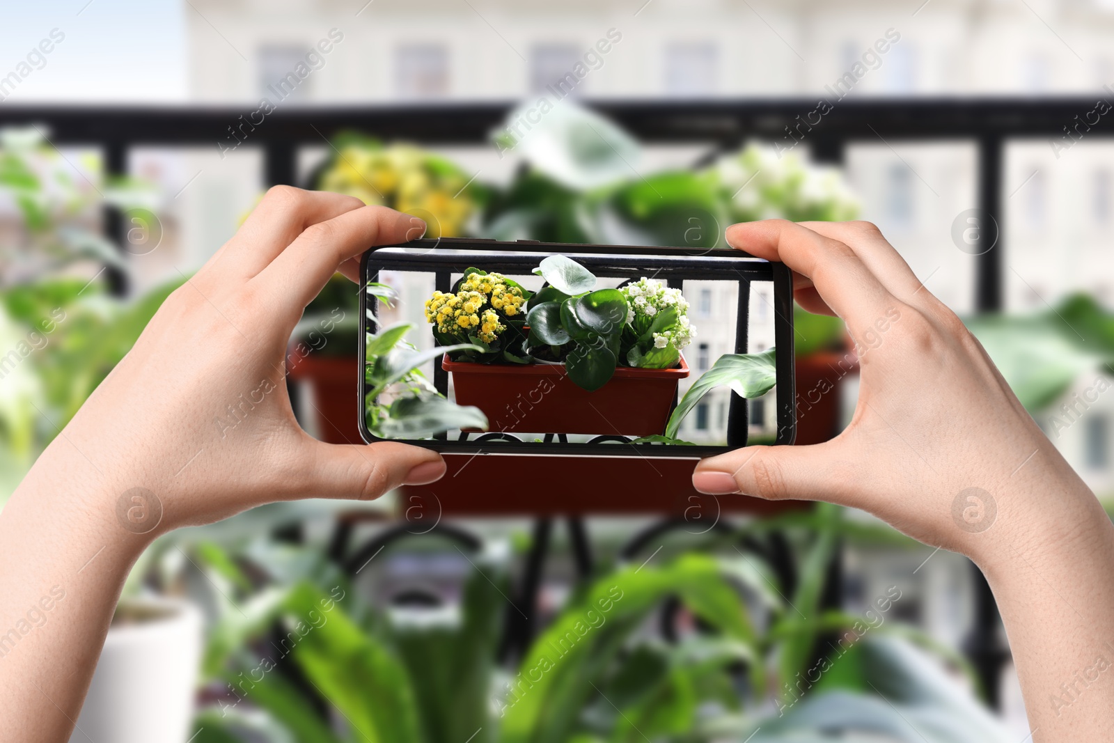 Image of Woman taking photo of plant to recognize it using identifier application on mobile phone, closeup