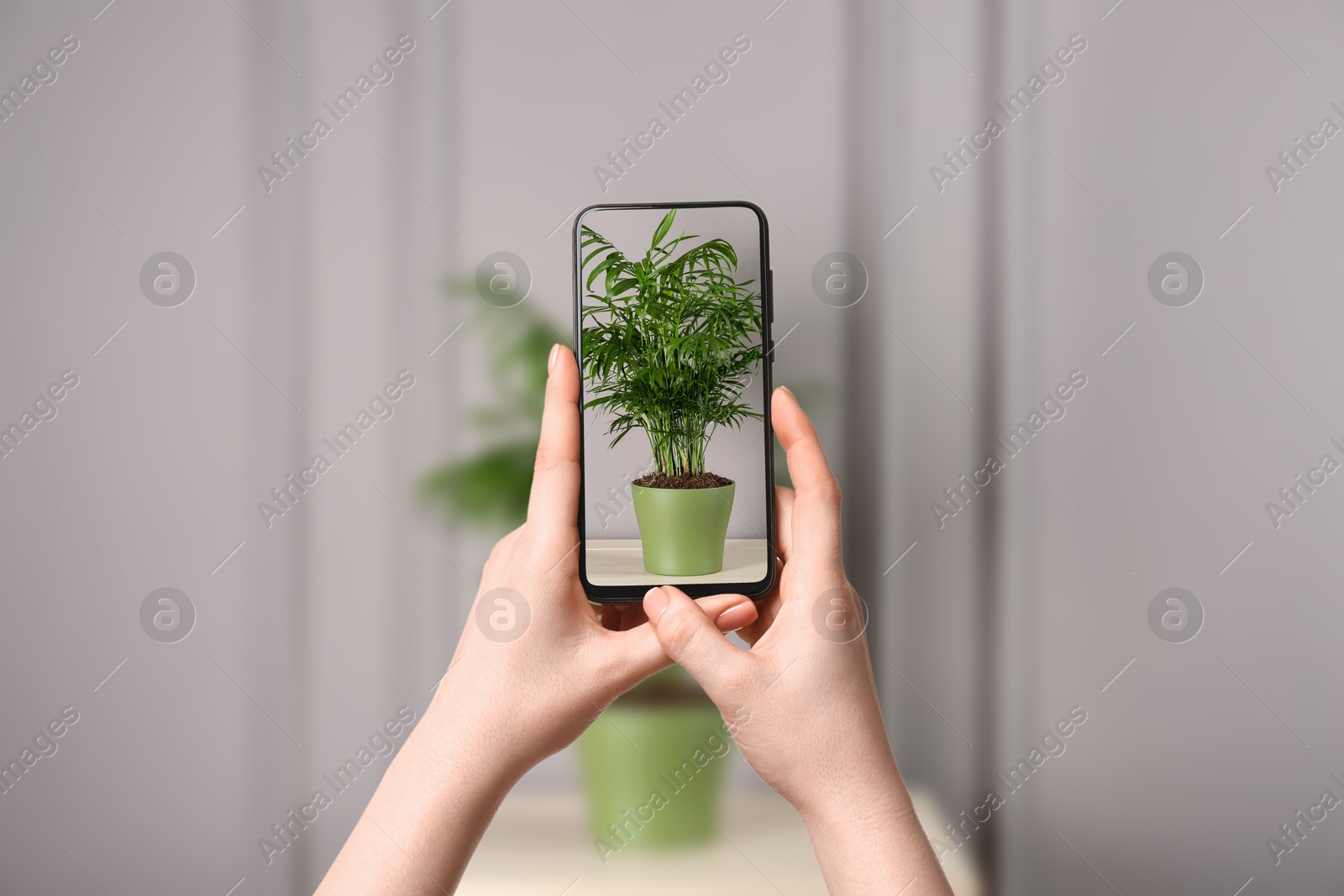 Image of Woman taking photo of plant to recognize it using identifier application on mobile phone indoors, closeup