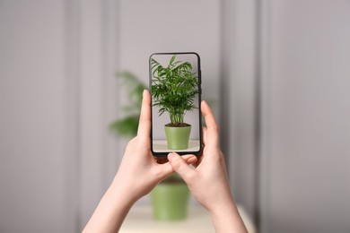 Image of Woman taking photo of plant to recognize it using identifier application on mobile phone indoors, closeup