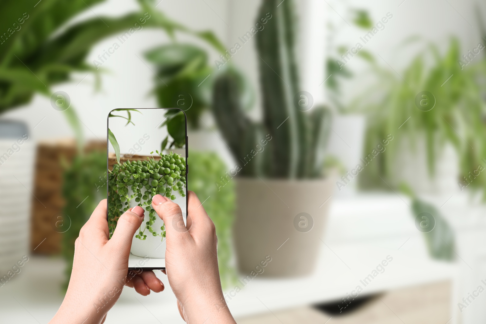 Image of Woman taking photo of plant to recognize it using identifier application on mobile phone indoors, closeup