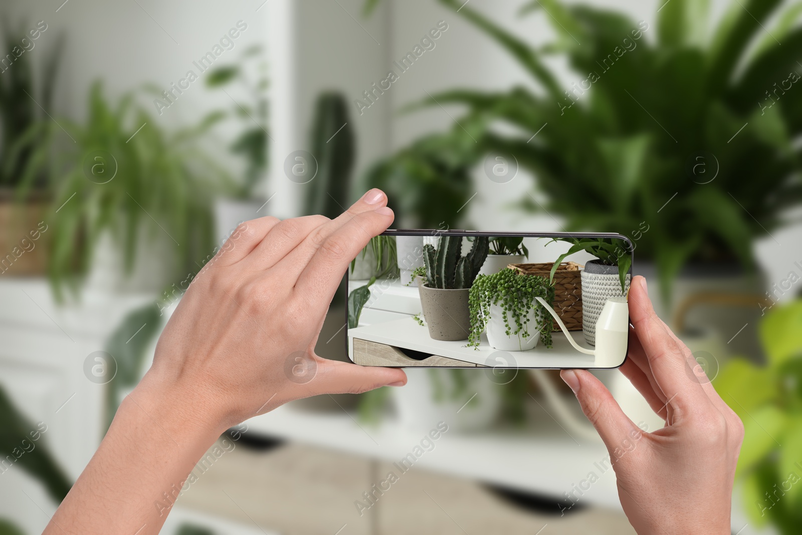 Image of Man taking photo of plant to recognize it using identifier application on mobile phone indoors, closeup