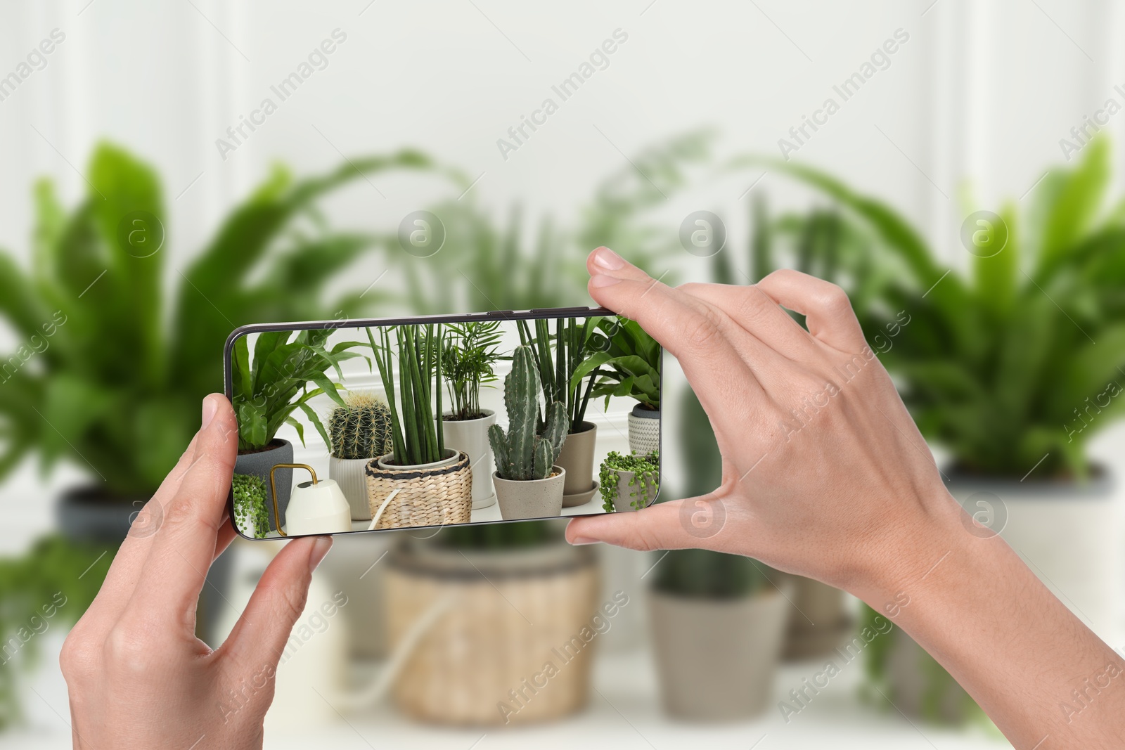 Image of Man taking photo of plant to recognize it using identifier application on mobile phone indoors, closeup