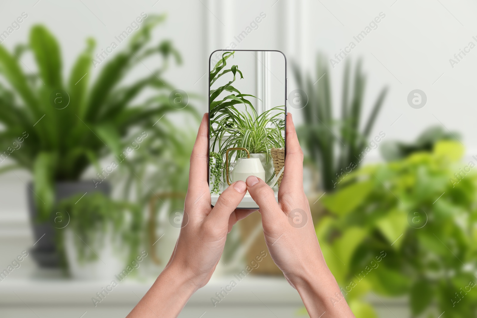 Image of Woman taking photo of plant to recognize it using identifier application on mobile phone indoors, closeup