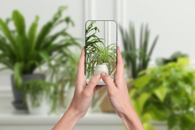 Woman taking photo of plant to recognize it using identifier application on mobile phone indoors, closeup