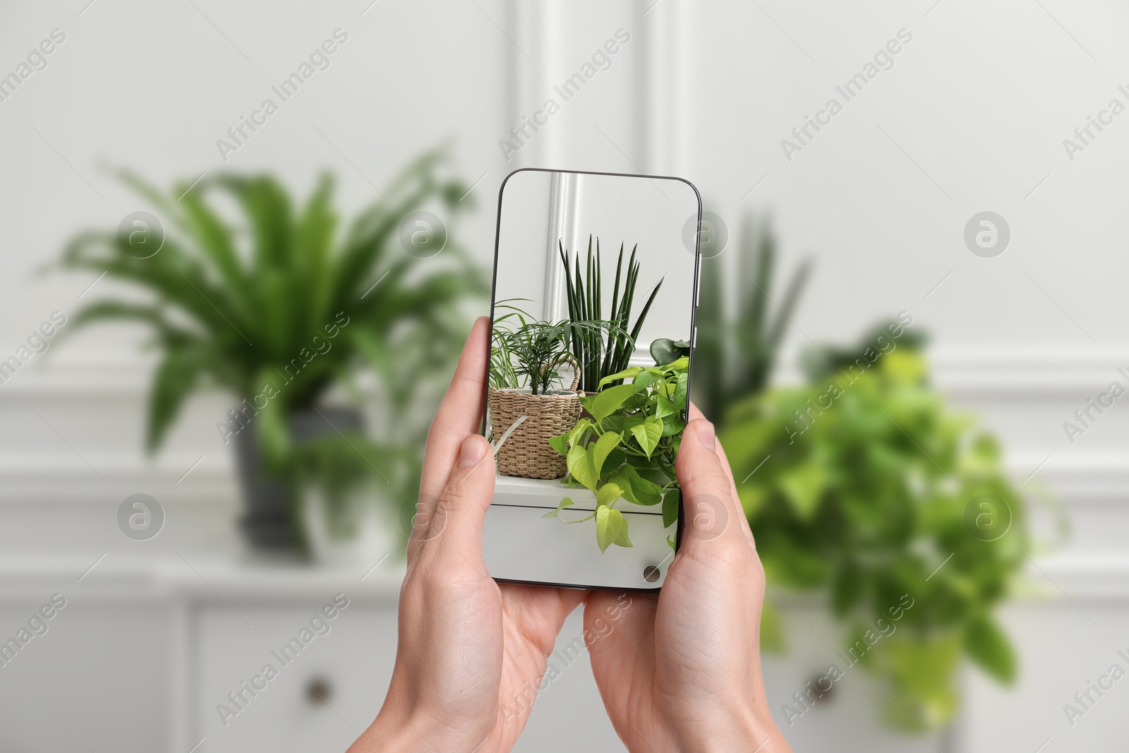 Image of Woman taking photo of plant to recognize it using identifier application on mobile phone indoors, closeup