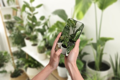 Image of Woman taking photo of plant to recognize it using identifier application on mobile phone indoors, closeup