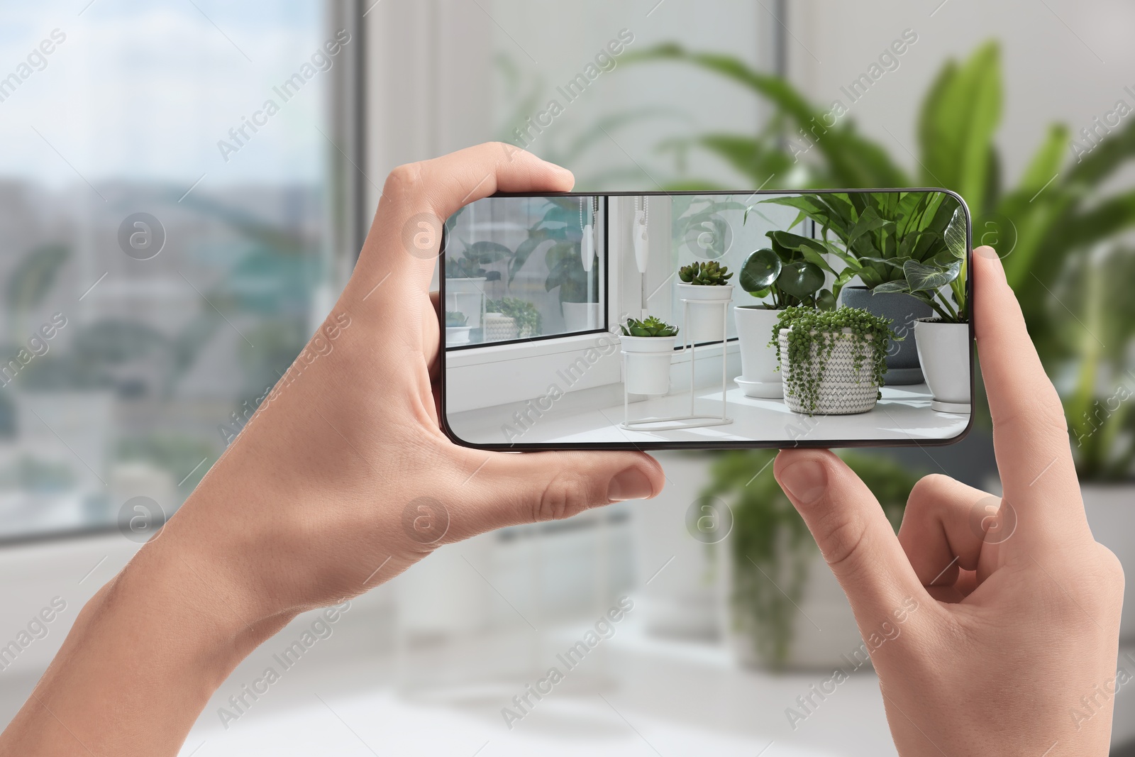 Image of Man taking photo of plant to recognize it using identifier application on mobile phone indoors, closeup