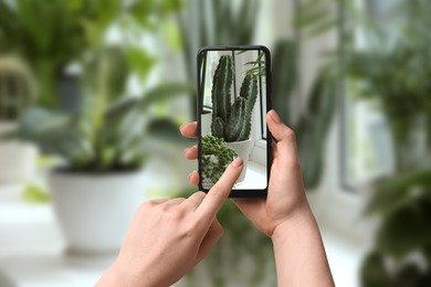 Image of Woman taking photo of plant to recognize it using identifier application on mobile phone indoors, closeup