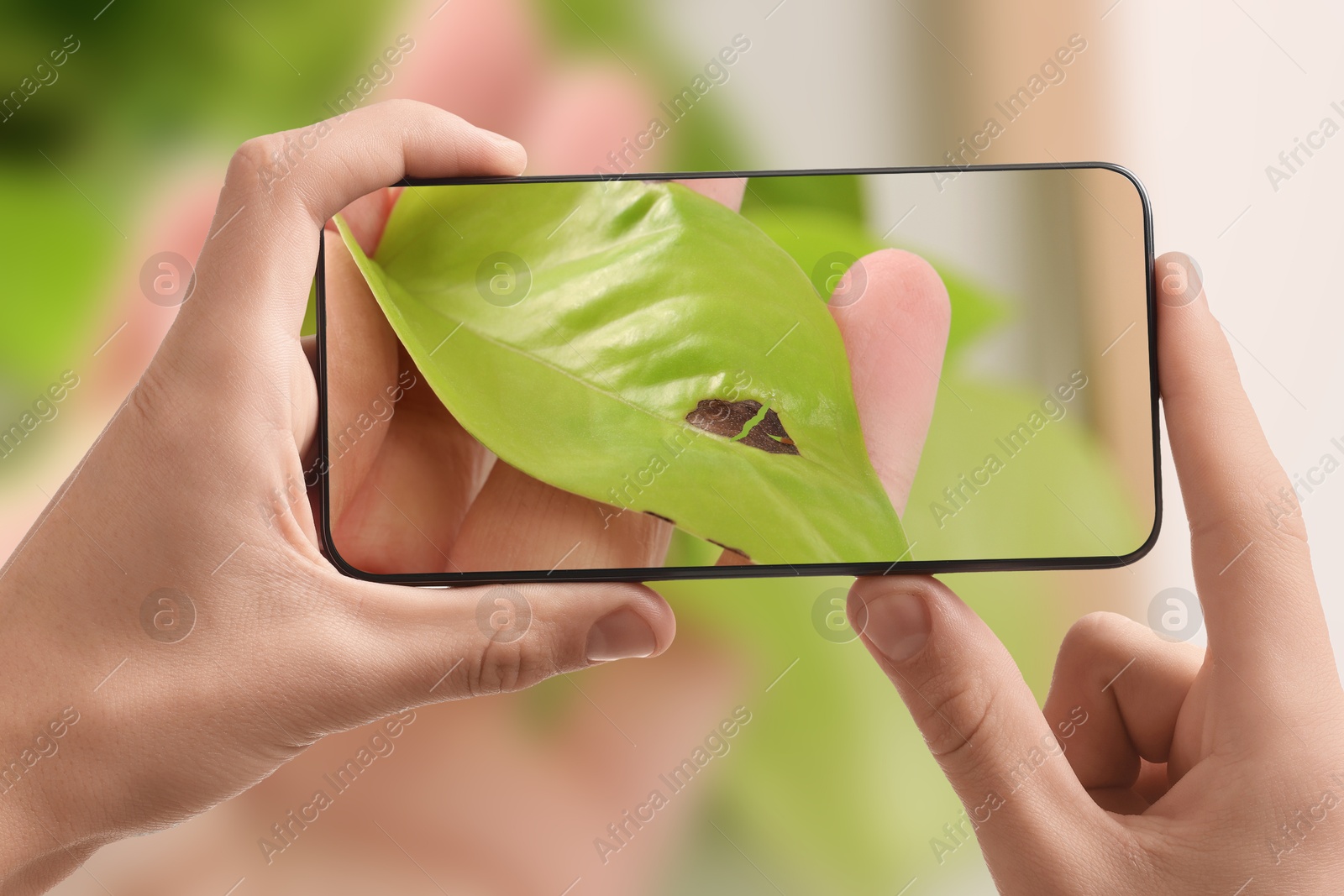 Image of Man using mobile phone to recognize disease of house plant, closeup. Finder app