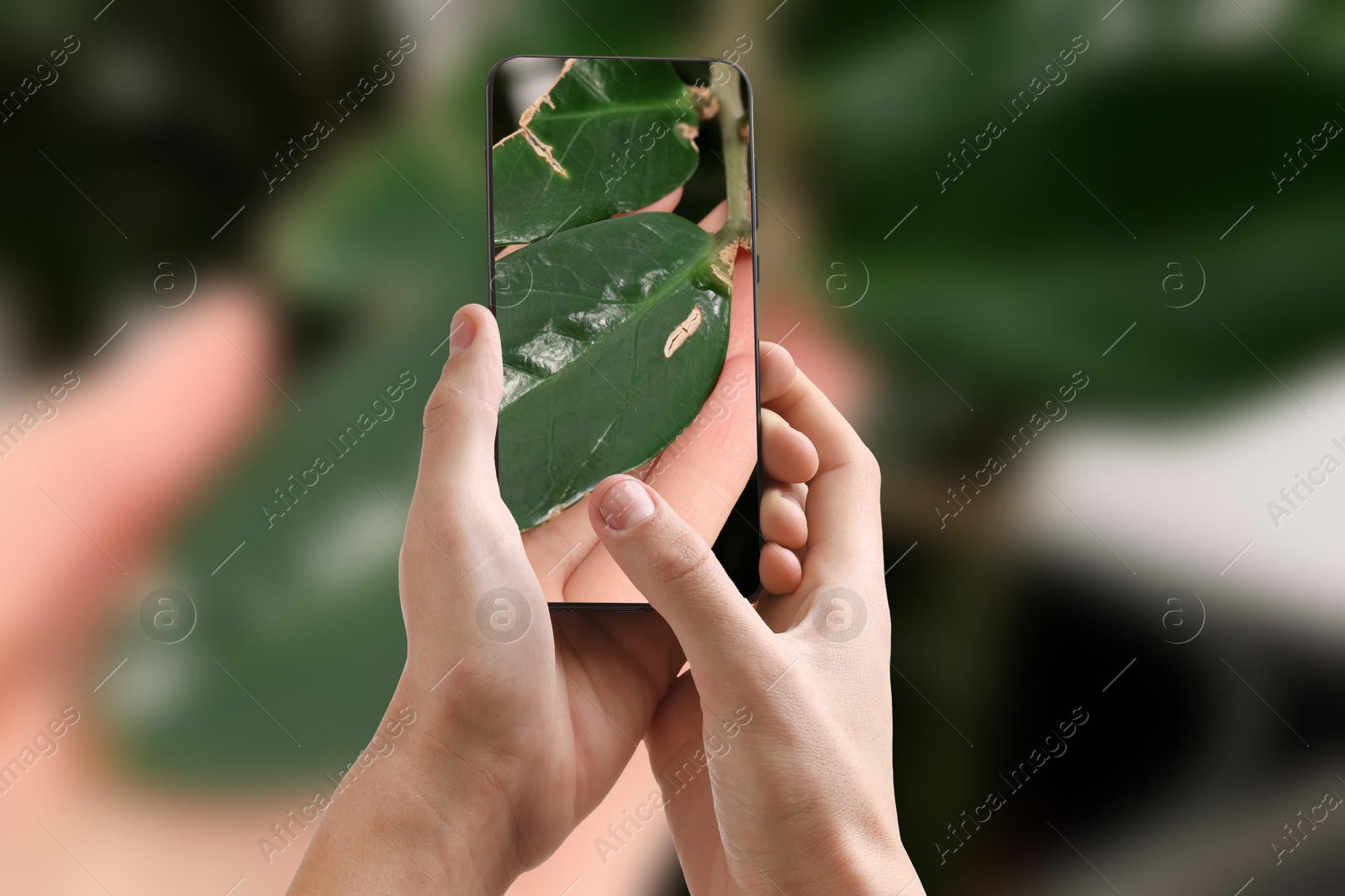 Image of Man using mobile phone to recognize disease of house plant, closeup. Finder app