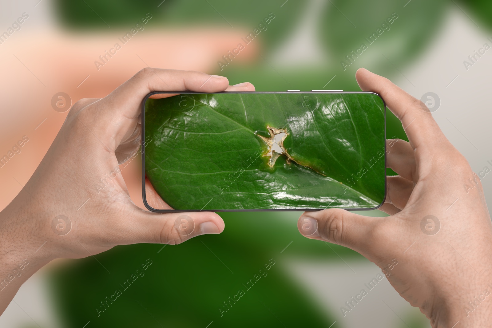 Image of Man using mobile phone to recognize disease of house plant, closeup. Finder app