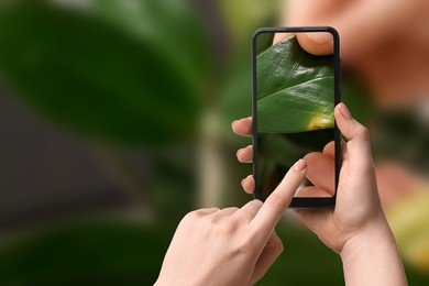 Image of App for finding diseases of houseplants. Woman looking on damaged leaf with mobile phone, closeup