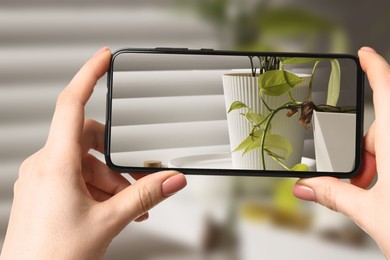 Image of App for finding diseases of houseplants. Woman looking on plant with mobile phone, closeup