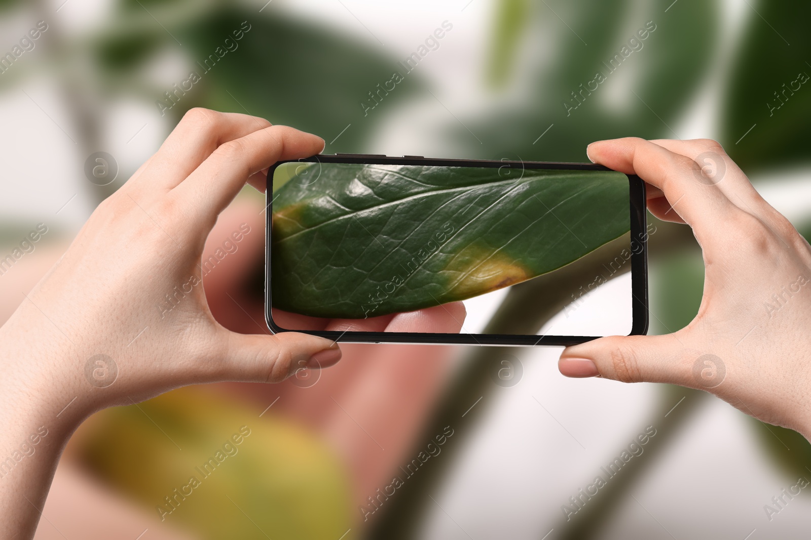 Image of App for finding diseases of houseplants. Woman looking on damaged leaf with mobile phone, closeup