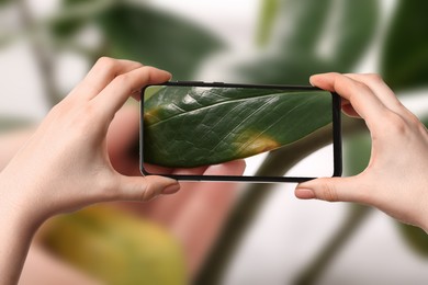 Image of App for finding diseases of houseplants. Woman looking on damaged leaf with mobile phone, closeup