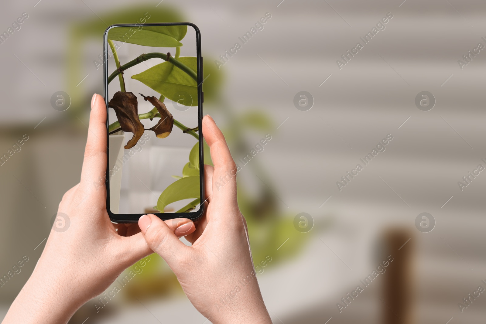 Image of App for finding diseases of houseplants. Woman looking on damaged leaves with mobile phone, closeup