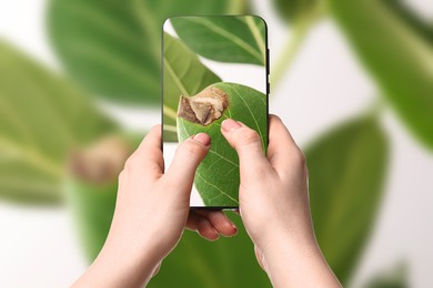 Image of App for finding diseases of houseplants. Woman looking on damaged leaf with mobile phone, closeup