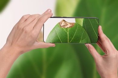 Man using mobile phone to recognize disease of house plant, closeup. Finder app