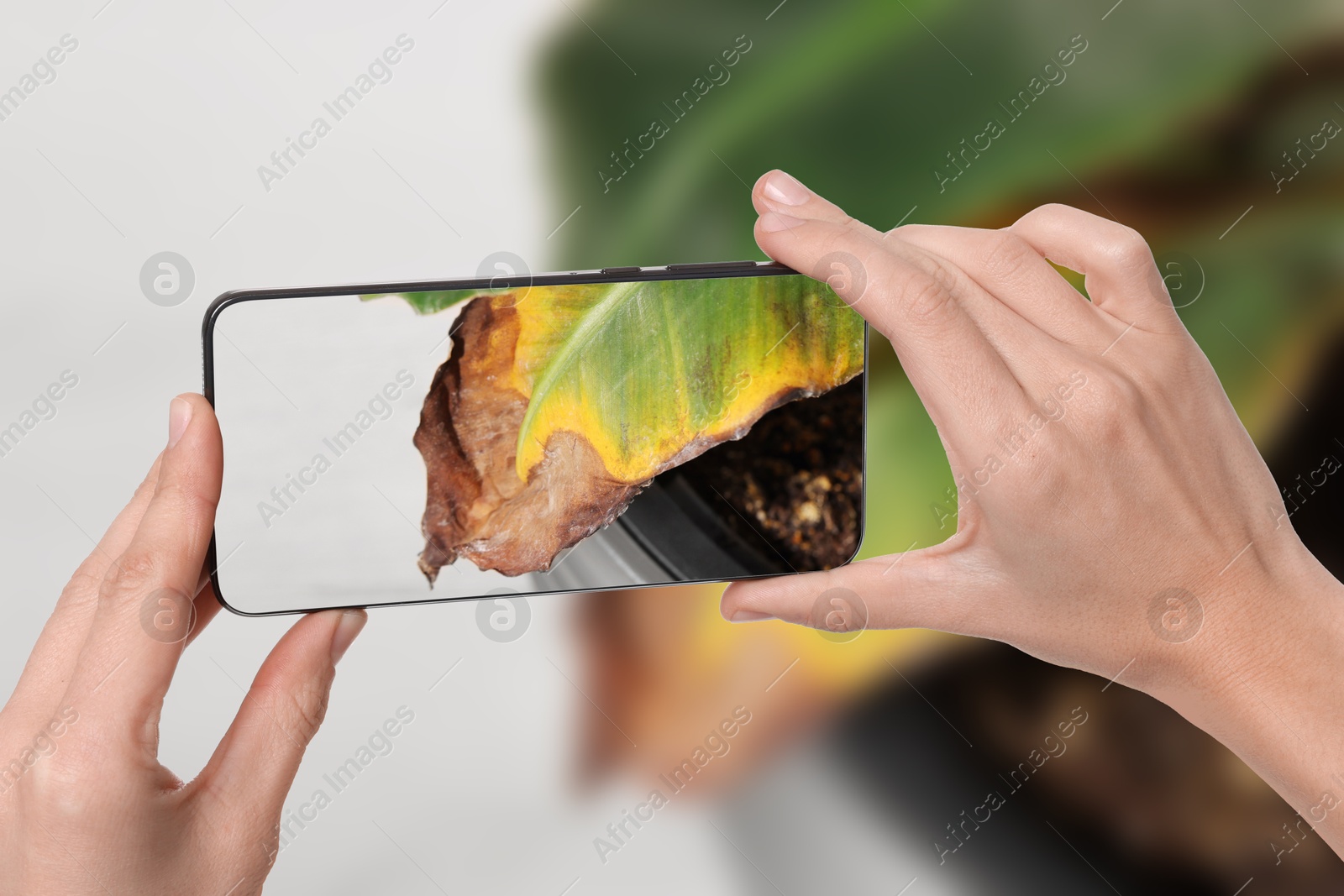 Image of Man using mobile phone to recognize disease of house plant, closeup. Finder app