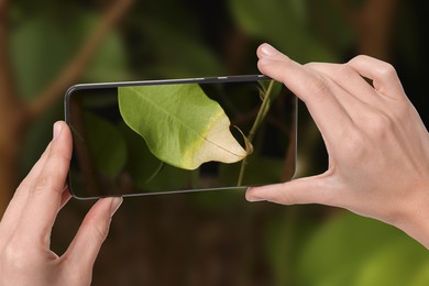 Image of Man using mobile phone to recognize disease of house plant, closeup. Finder app