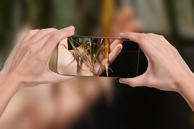 Image of Man using mobile phone to recognize disease of house plant, closeup. Finder app