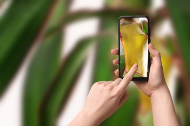 Image of App for finding diseases of houseplants. Woman looking on damaged leaf with mobile phone, closeup