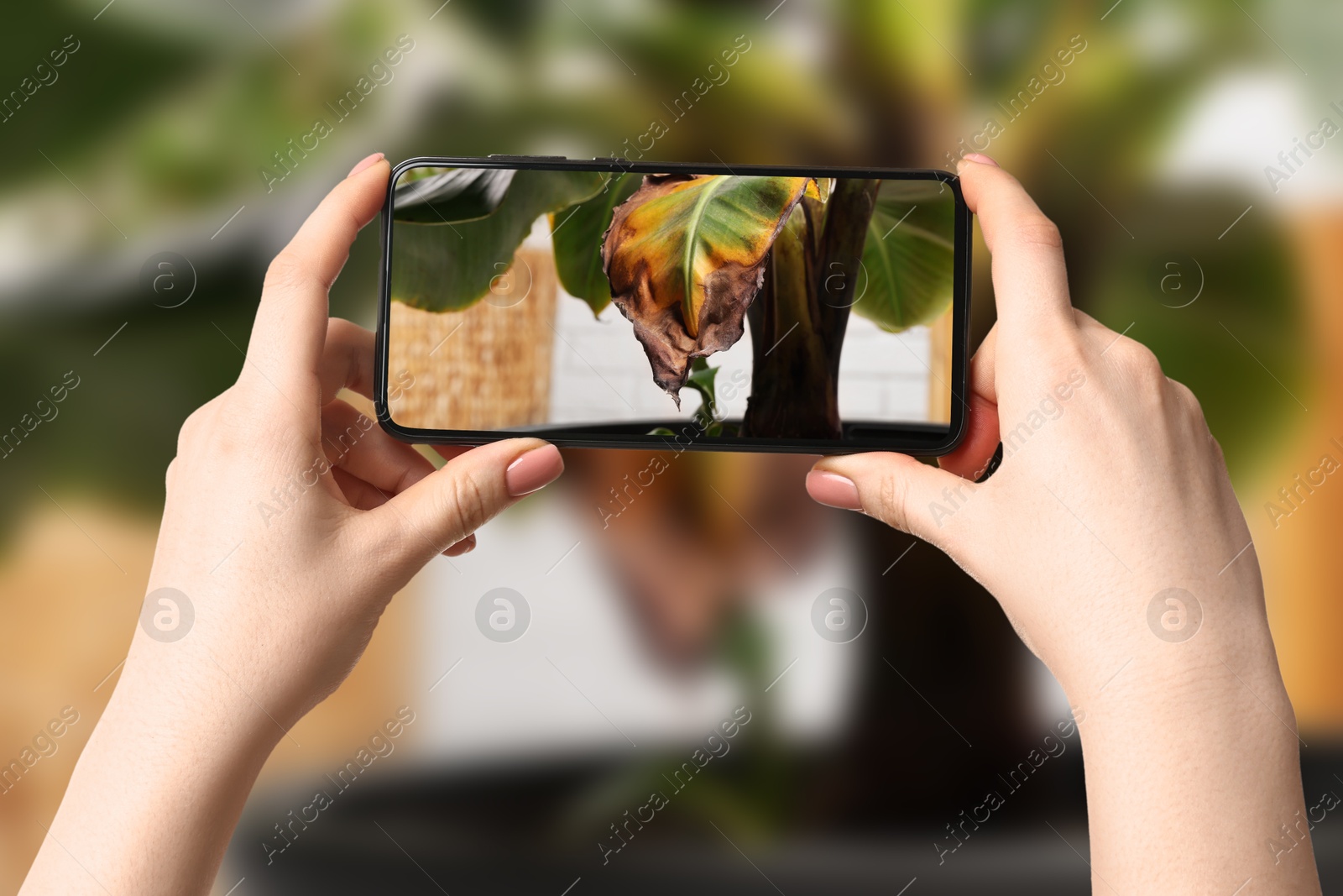 Image of App for finding diseases of houseplants. Woman looking on damaged leaf with mobile phone, closeup