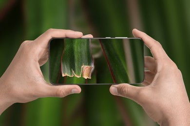 Image of Man using mobile phone to recognize disease of house plant, closeup. Finder app