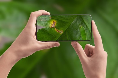 Image of Man using mobile phone to recognize disease of house plant, closeup. Finder app