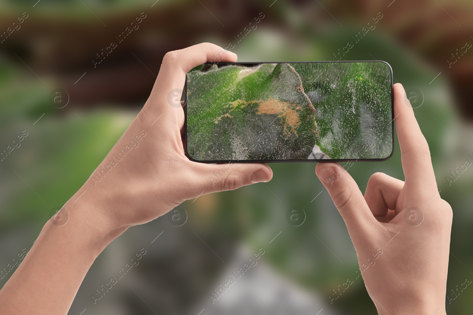 Image of Man using mobile phone to recognize disease of house plant, closeup. Finder app