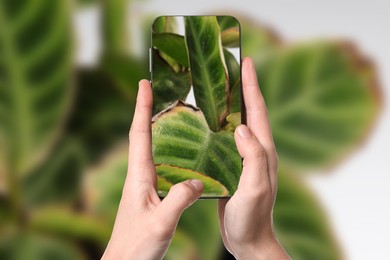 Image of Man using mobile phone to recognize disease of house plant, closeup. Finder app