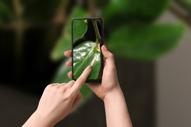 Image of App for finding diseases of houseplants. Woman looking on damaged leaf with mobile phone, closeup