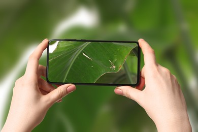 Image of App for finding diseases of houseplants. Woman looking on damaged leaf with mobile phone, closeup