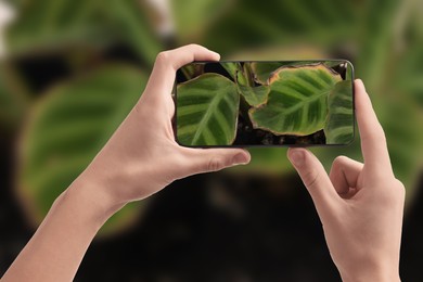 Image of Man using mobile phone to recognize disease of house plant, closeup. Finder app